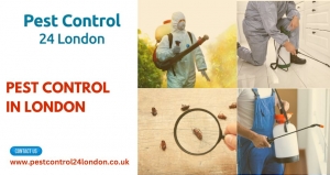 Tackling Pest Control in London and Ealing